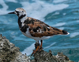 A breeding Ruddy Turnstone