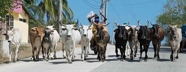 Cows on the road