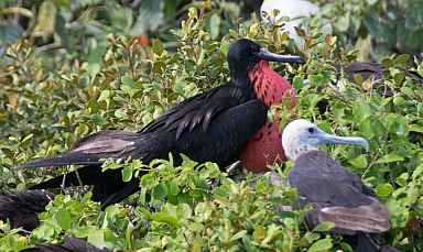 Frigate Rookery