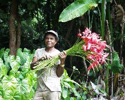 Cutting Anthurium