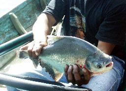 Piranha Caught by Fisherman