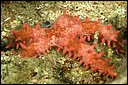 Isla Islotes, Baja California South (BCS), Mexico, 20110505_12523454