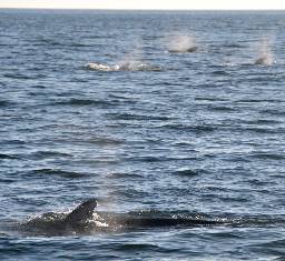 Pilot Whales