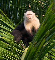 Capuchin monkey