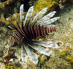 Lion Fish