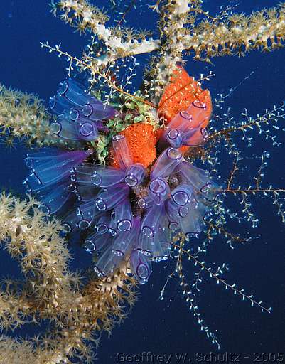 Long Cay
Lighthouse Reef

Belize
Ascidiacea, Tunicate
20050219-120255