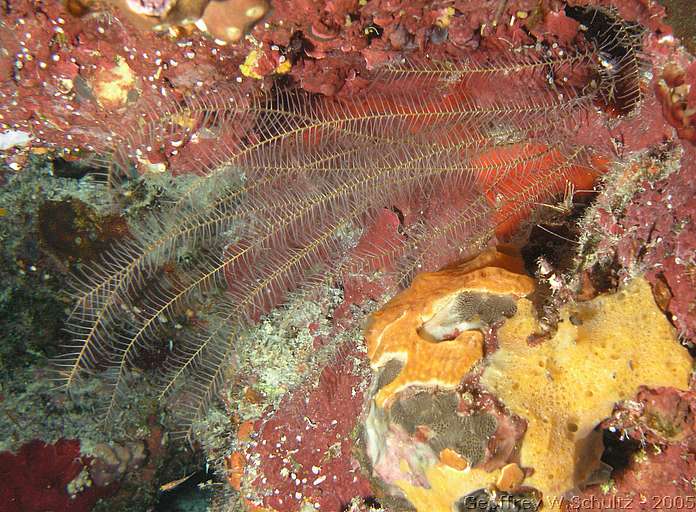 Long Cay
Lighthouse Reef

Belize
Crinoidea, Feather Stars
20050222-152635