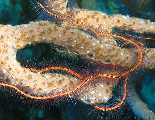 


Belize
Brittle Star, Ophiuroidae
20050223-135748