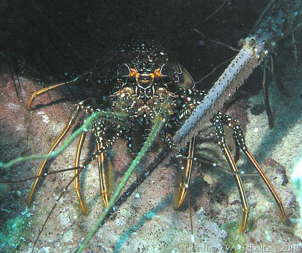 Lighthouse Reef


Belize
Lobster, Palinuridae
20050224-111037