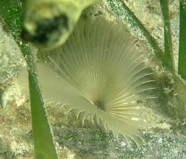 Long Cay
Lighthouse Reef

Belize
Feather Duster Worms, Sabellidae
20050301-150032