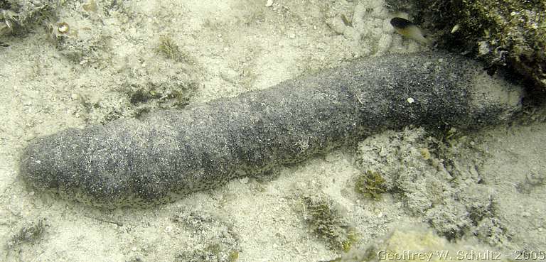 Long Cay
Lighthouse Reef

Belize
Holothuroidea, Sea Cucumbers
20050301-154203