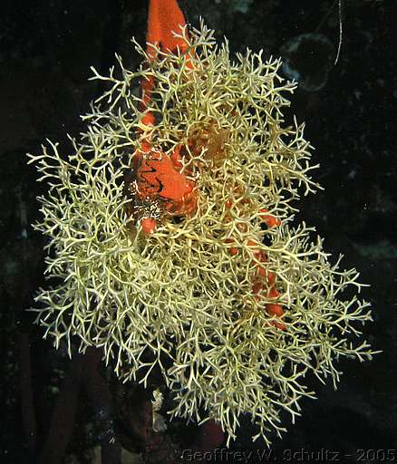 Long Cay
Lighthouse Reef

Belize
Bryozoans, Cyclostomata, Gymnolaemata
20050303-111123