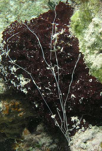 Long Cay
Lighthouse Reef

Belize
Segmented Worm, Spaghetti Worm, Terebellidae
20050304-153243