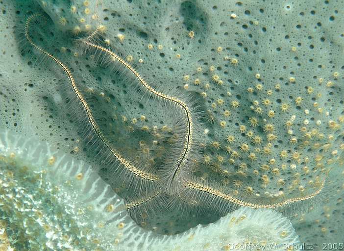 Long Cay
Lighthouse Reef

Belize
Brittle Star, Ophiuroidea
20050304-154437