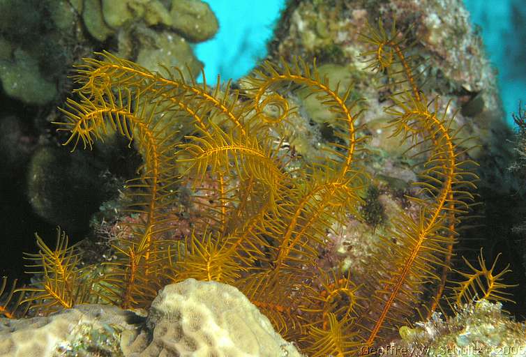 Long Cay
Lighthouse Reef

Belize
Crinoidea, Feather Star
20050306-120400