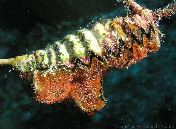 Long Cay
Lighthouse Reef

Belize
Mollusk, Ostreidae, Oyster
20050306-154122