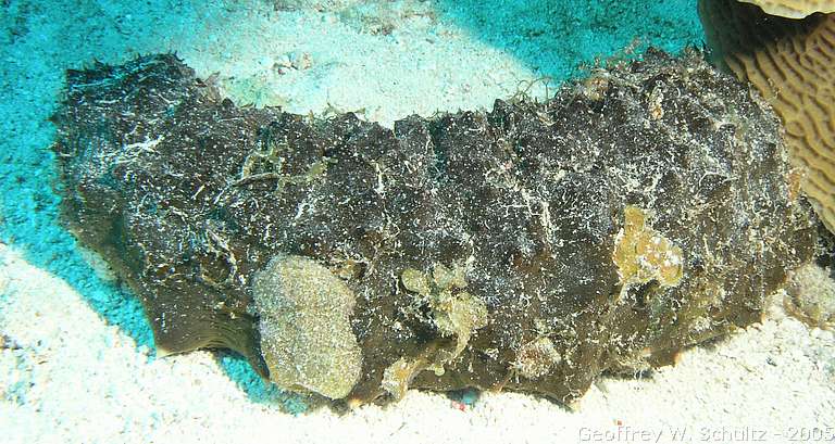 Long Cay
Lighthouse Reef

Belize
Holothuroidea, Sea Cucumber
20050306-154314