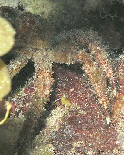 Hat Cay
Lighthouse Reef

Belize
Majidae, True Crab
20050308-152439