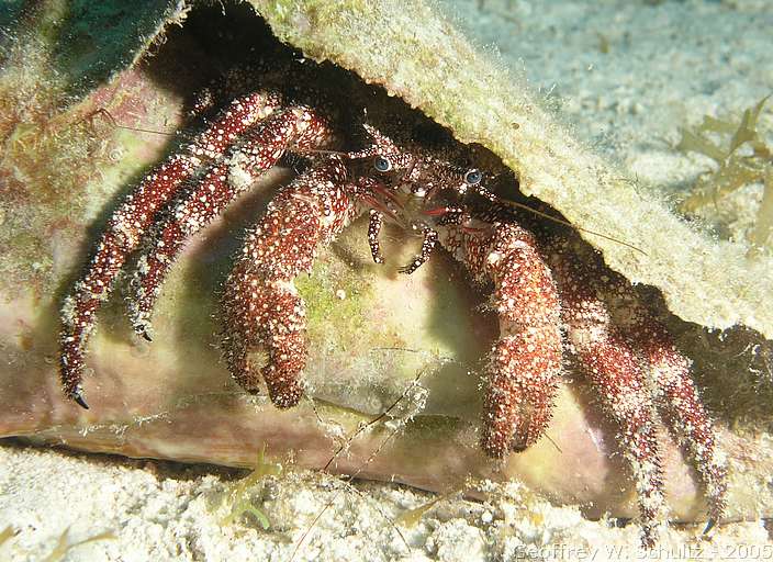 Hat Cay
Lighthouse Reef

Belize
Diogenidae, Hermit Crab
20050308-155508