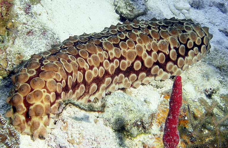 Long Cay
Lighthouse Reef

Belize
Holothuroidea, Sea Cucumber
20050309-102453