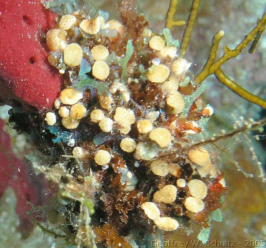 Long Cay
Lighthouse Reef

Belize
Ascidiacea, Tunicate
20050309-141545