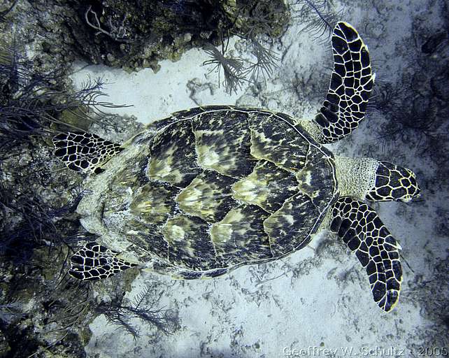 Long Cay
Lighthouse Reef

Belize
Turtle
20050309-143433