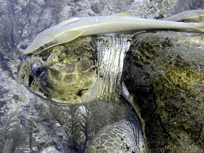 Long Cay
Lighthouse Reef

Belize
Turtle
20050311-154405