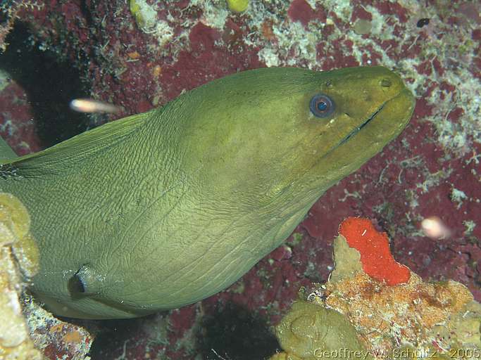 Long Cay
Lighthouse Reef

Belize
Moray, Muraenidae
20050312-154503