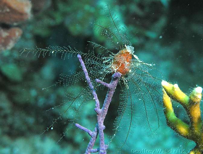 Long Cay
Lighthouse Reef

Belize
Hydroid, Hydroida
20050313-111257