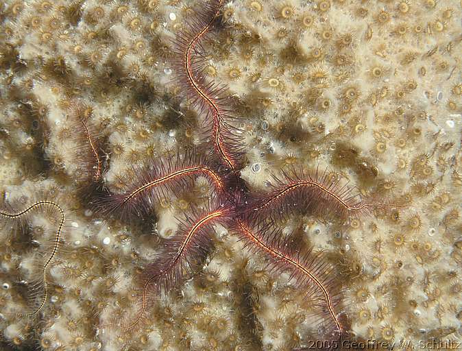 Long Cay
Lighthouse Reef

Belize
Brittle Star, Ophiuroidea
20050413-102313