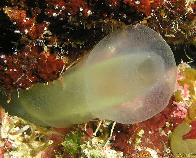 Long Cay
Lighthouse Reef

Belize
Ascidiacea, Tunicate
20050413-103108