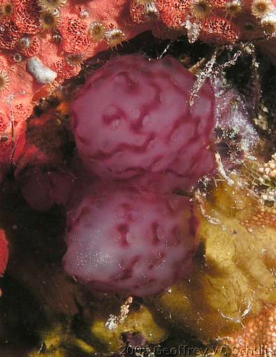 Long Cay
Lighthouse Reef

Belize
Ascidiacea, Tunicate
20050417-143930