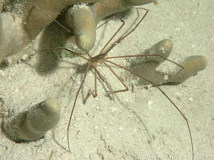 Long Cay
Lighthouse Reef

Belize
Brachyura, Decapoda, Majidae, True Crab
20050417-175454