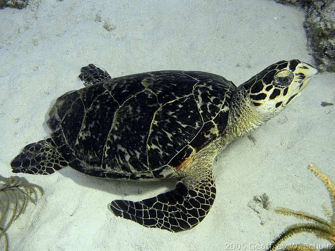 Long Cay
Lighthouse Reef

Belize
Turtle
20050418-150603