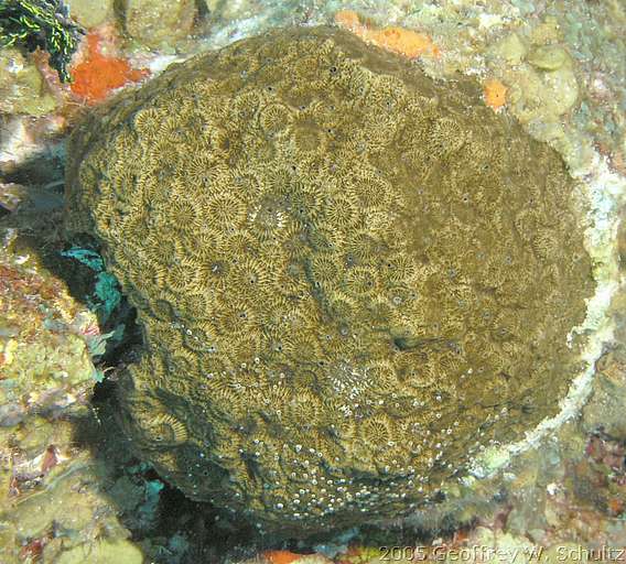 Long Cay
Lighthouse Reef

Belize
Zoanthid, Zoanthidea
20050420-150406