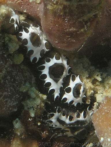 Long Cay
Lighthouse Reef

Belize
Ascidiacea, Tunicate
20050427-121015