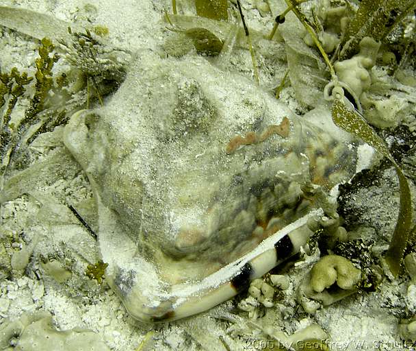 Long Cay
Lighthouse Reef

Belize
Gastropoda, Snail
20050427-130907