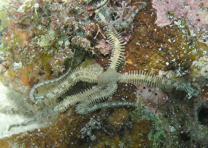 Long Cay
Lighthouse Reef

Belize
Brittle Star, Ophiuroidea
20050616-113958