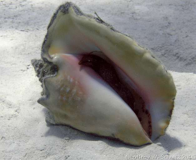 Long Cay
Lighthouse Reef

Belize
Gastropoda, Snail
20050616-124528