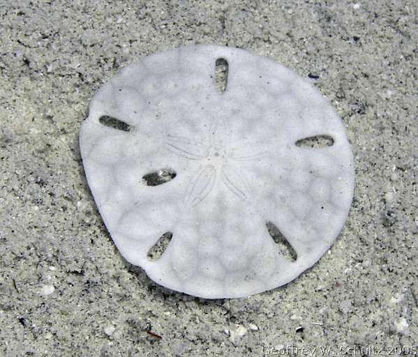 Long Cay
Lighthouse Reef

Belize
Clypeasteroida, Sand Dollar
20050616-124841