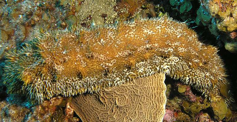 West End
Roatan

Honduras
Holothuroidea, Sea Cucumber
20050621-103044