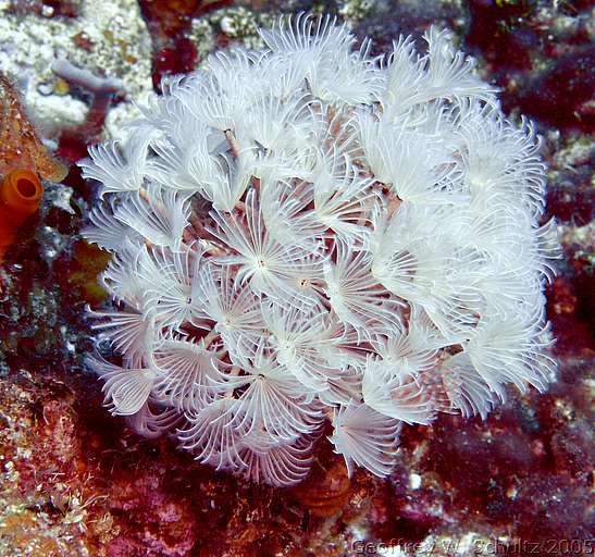 West End
Roatan

Honduras
Feather Duster Worms, Sabellidae
20050621-151437