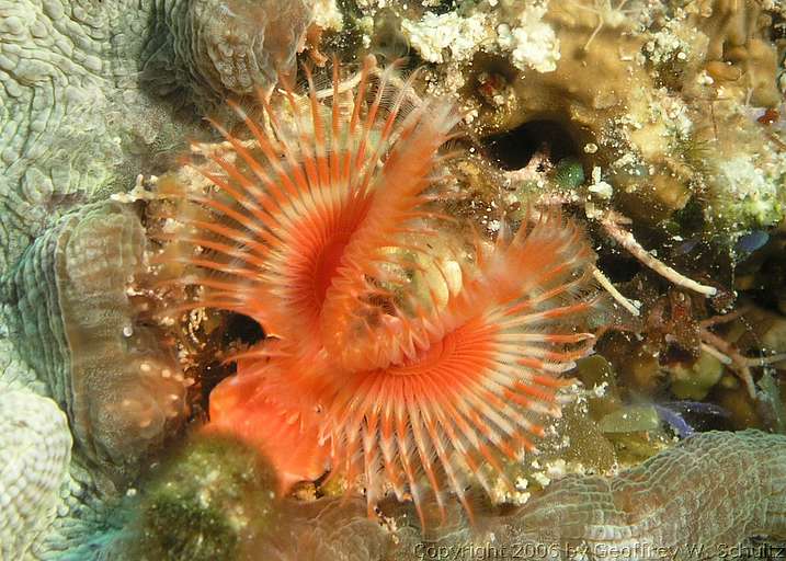 Long Cay
Lighthouse Reef

Belize
Calcareous, Sedentaria, Serpulidae, Tube Worm
20060222_112034