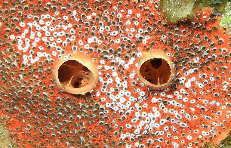 Long Cay
Lighthouse Reef

Belize
Zoanthid, Zoanthidae
20060302_113324