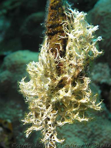 Long Cay
Lighthouse Reef

Belize
Calcareous Tube Worm, Sedentaria, Serpulidae
20060302_114248