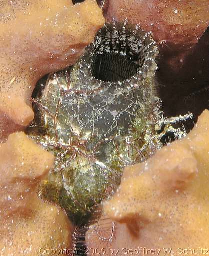 Long Cay
Lighthouse Reef

Belize
Ascidiacea, Tunicate
20060302_145051