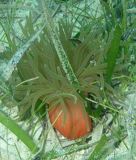 Long Cay
Lighthouse Reef

Belize
Actiniaria, Anemone
20060303_123707