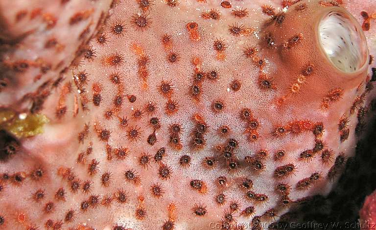 Long Cay
Lighthouse Reef

Belize
Zoanthid, Zoanthidea
20060305_141631