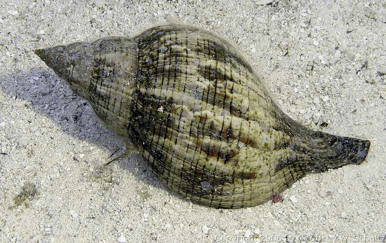 Long Cay
Lighthouse Reef

Belize
Gastropoda, Prosobranchia, Snail
20060305_145637