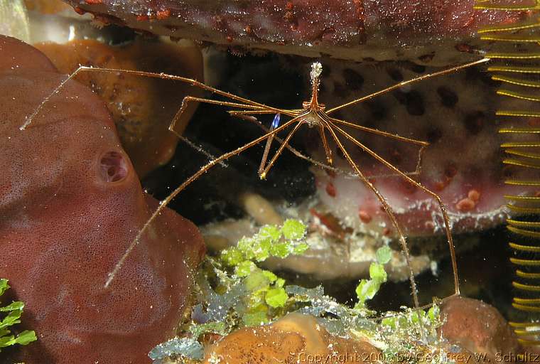 Long Cay
Lighthouse Reef

Belize
Brachyura, Decapoda, Majidae, True Crab
20060326_143909